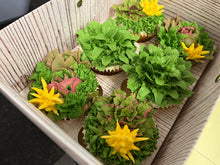 Load image into Gallery viewer, Buttercream Piped Succulent Cupcake Class - Wednesday 15th May
