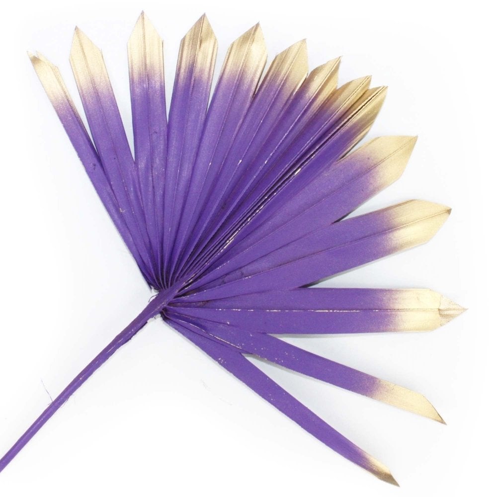Fan Palm